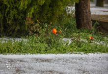 گزارش تصویری |  بارش تگرگ بهاری  و آب گرفتگی معابر دانشگاه 